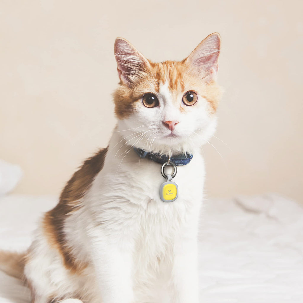 Pawaii QR Code Pet ID Tag All