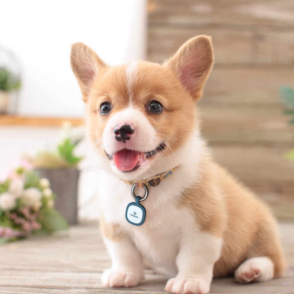 Pawaii QR Code Pet ID Tag All