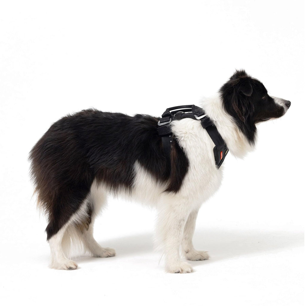 EzyDog Drive Certified Crash-Tested Dog Car Harness