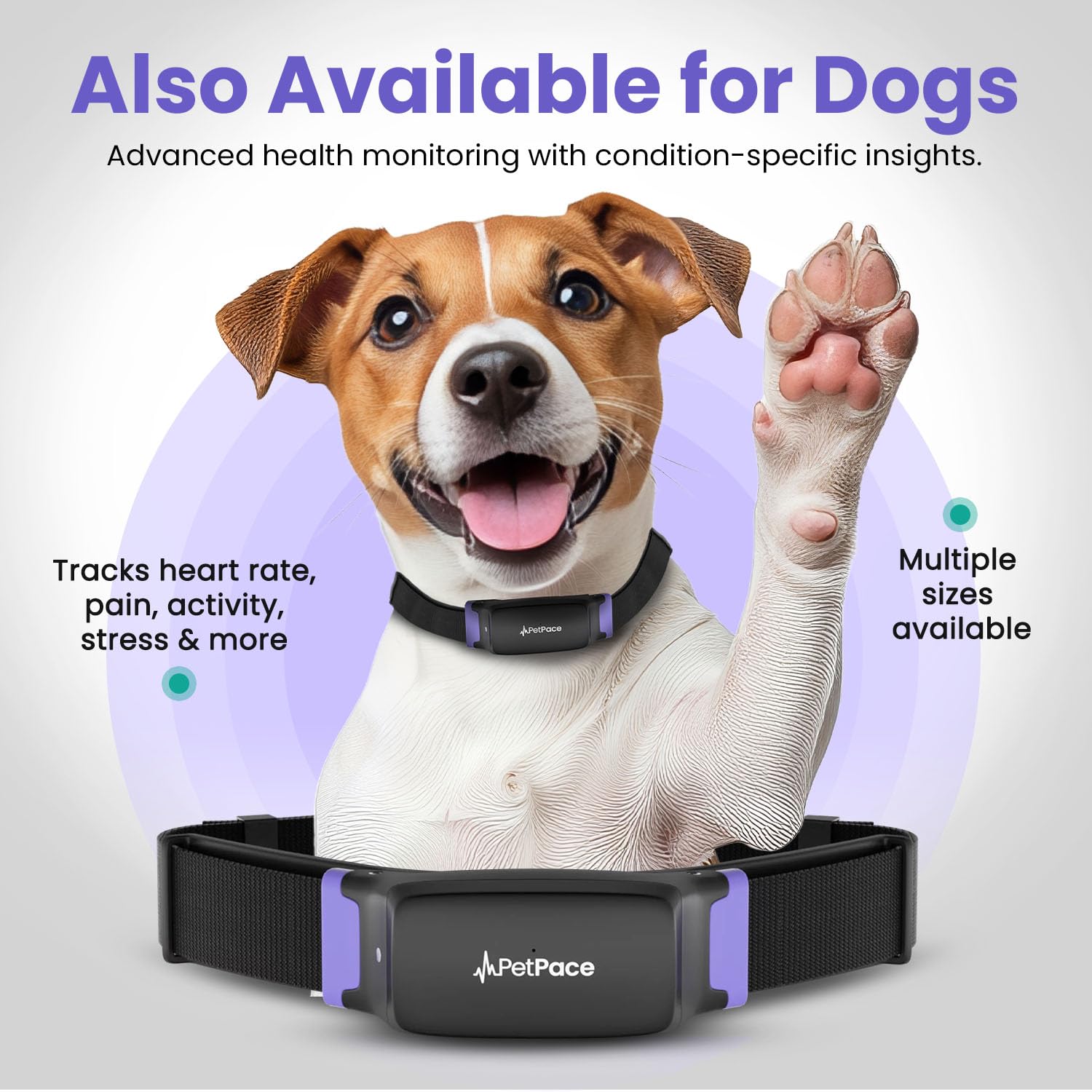 PetPace V3.0 AI Cat Health and Vital Signs Collar