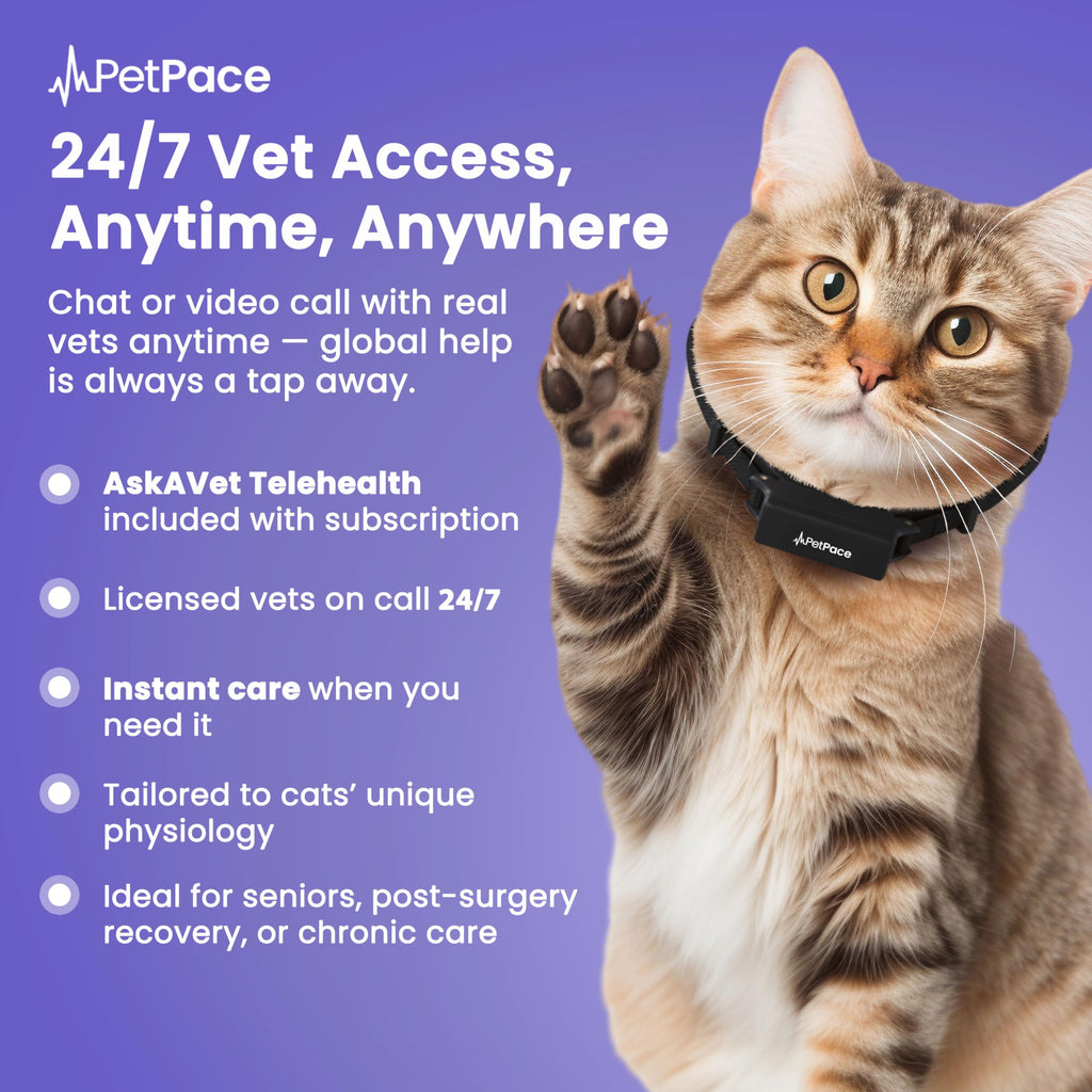PetPace V3.0 AI Cat Health and Vital Signs Collar