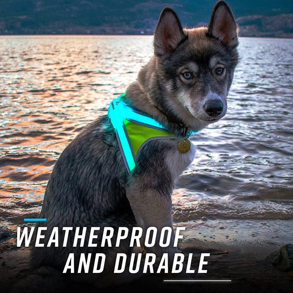 Noxgear LightHound Illuminated Reflective Dog Harness